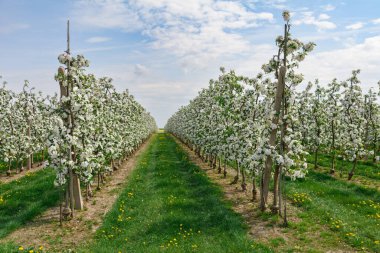Bahar çiçekli elma ağaçları bahçesi.