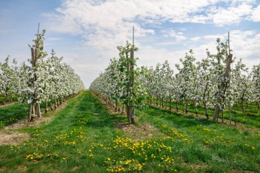 Bahar çiçekli elma ağaçları bahçesi.