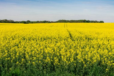 İlkbaharın başlarında açan kolza tohumu tarlası