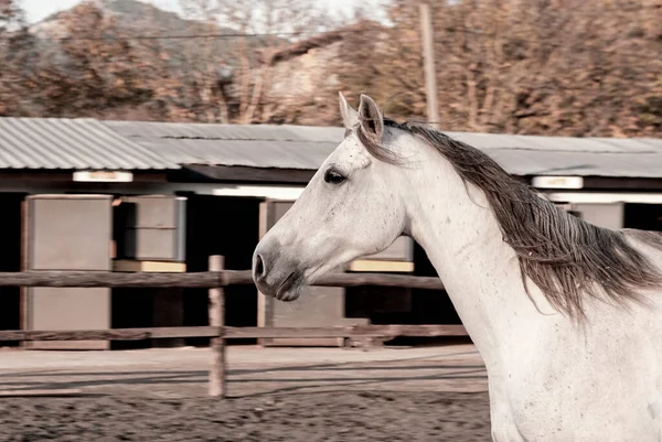 自由の馬の農場で屋外の白い馬 — ストック写真