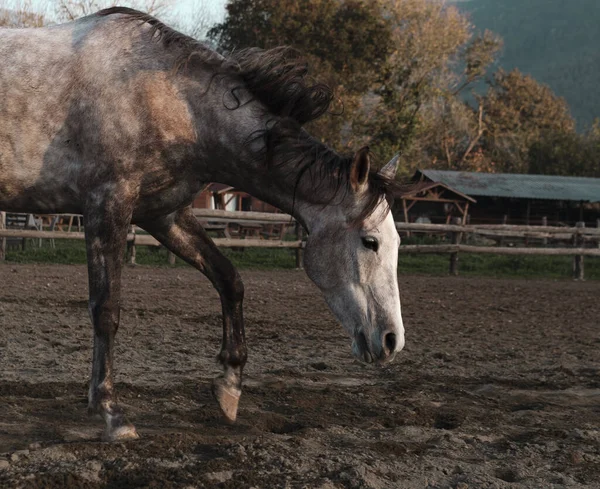 マンゲージやパドックランニング 村の背景 乗馬スポーツクラブ環境でアップルグレーの馬無料 — ストック写真