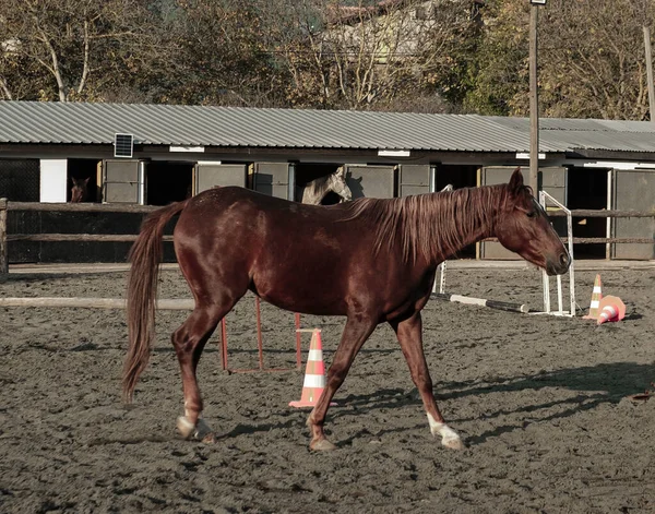 말들은 방목장의 말에서 자유롭게 놀이를 클러치 공기를 — 스톡 사진