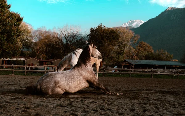 馬の農場の村の眺め2頭の灰色の馬がパドックで遊んでて — ストック写真