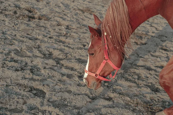 赤いホルターを身に着けている馬は地面の砂の匂い 赤い茶色の栗の茎 — ストック写真