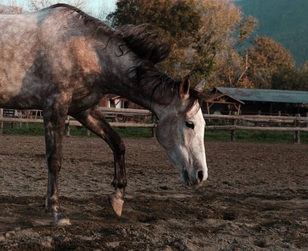 マンゲージやパドックランニング 村の背景 乗馬スポーツクラブ環境でアップルグレーの馬無料 — ストック写真