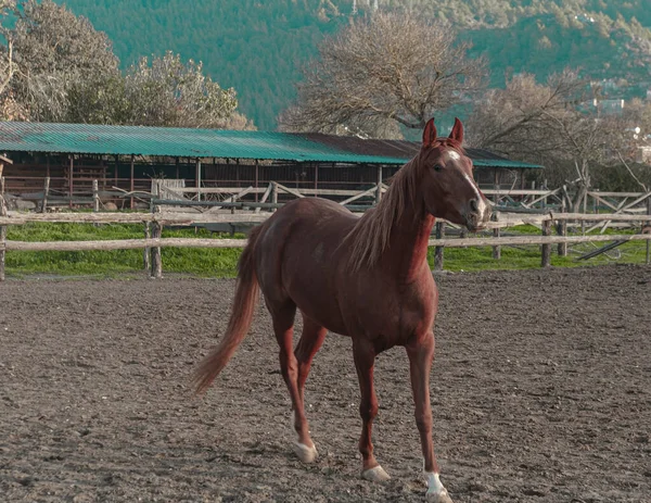 好奇心旺盛な馬の肖像画ヴィラエの馬飼育場で無料の若い種牡馬 — ストック写真