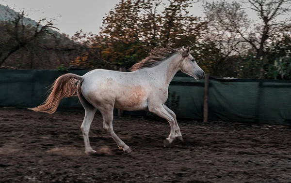 自由の馬の農場で屋外の白い馬 — ストック写真