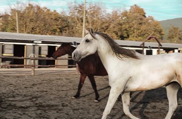 馬の農場スポーツ乗馬クラブで男性で無料で実行されている白と茶色の栗の馬 — ストック写真
