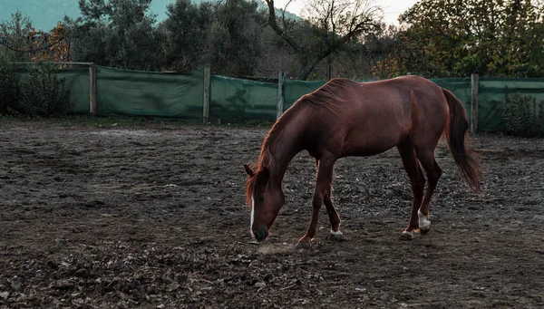 栗色の赤い馬は馬の農場で無料で — ストック写真