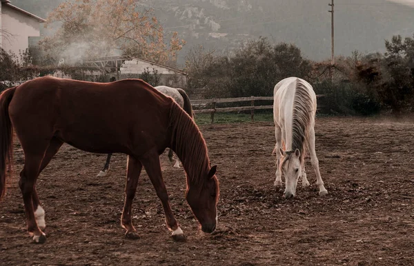 Cavalos Branco Castanho Marrom Fazenda Cavalos Livre Manege Cores Outono — Fotografia de Stock