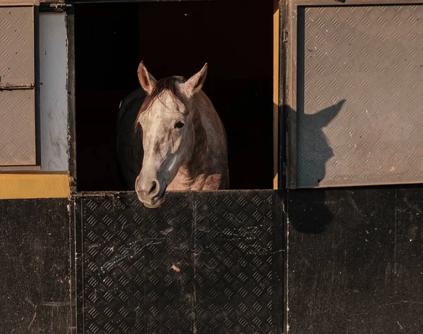 馬の家畜の村の安定したビューでリンゴ灰色の馬 — ストック写真