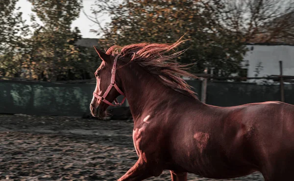 Chestnut Brown Red Horse Free Manege Horse Farm Running Stallion — Stock Photo, Image