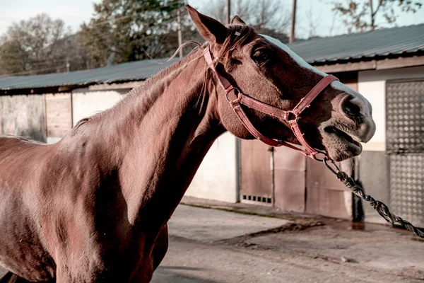馬小屋の栗色の赤い馬が馬小屋の外で安定して — ストック写真