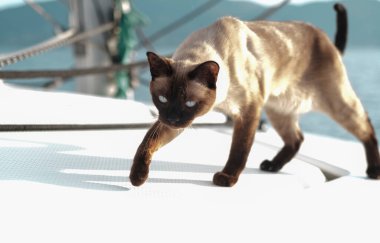 Siyam ya da Tayland kedisi yelkenli teknesinde havanın kokusunu alan, evcil hayvanlarla seyahat eden