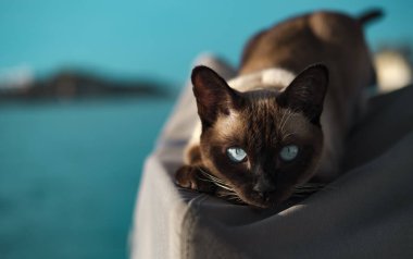 Güzel mavi gözlü Siyam kedisi ya da Tayland kedisi av yüzü portresi