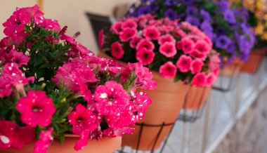 Balkonda parlak renkli saksı çiçekleri, açık hava dekorasyonu, sokakta yaz renkleri.