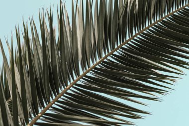 Gökyüzü zemininde palmiye ağacı yaprakları, tropikal manzara