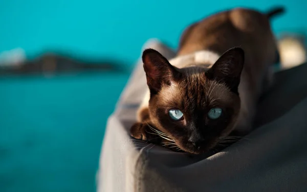 Schöne Blaue Augen Siamesische Oder Thailändische Katze Suchen Jagd Gesicht — Stockfoto