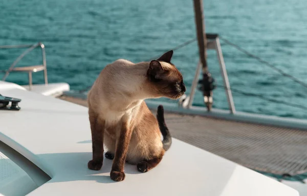 Siyam Tayland Kedisi Yelkenli Teknesinde Havanın Kokusunu Alan Evcil Hayvanlarla — Stok fotoğraf