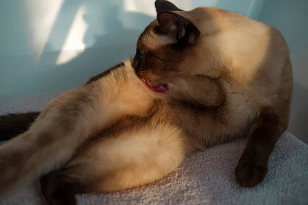 Siamese Gato Aseo Mismo Joven Increíble Marrón Crianza Mascota — Foto de Stock
