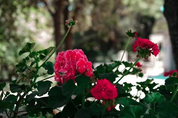 Pelargonium ya da sardunya eski bahçede çiçek açar.