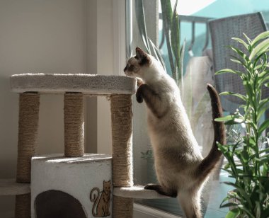 Genç siyam kedisi dişi kedi kulübesinde uyuyor. 