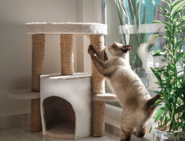Pencereye yakın kedi evini tırmalayan genç, şişman siyam kedisi, güneşin altında harika bir ev hayvanı.