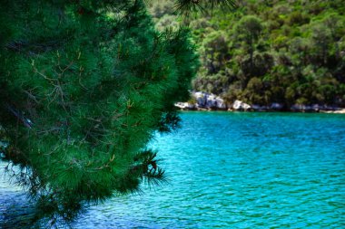 Suyun üzerindeki çam ağacı dalı - Mljet milli parkı Hırvatistan şaşırtıcı doğal ve mimari tarihi simgeler, manzaralar