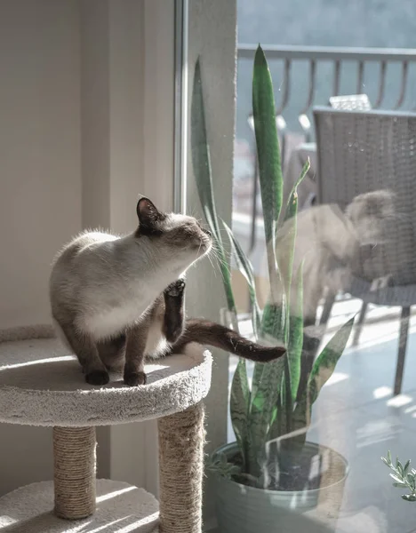 Junge Siamesische Oder Thailändische Katze Die Sich Sonnigem Licht Grunzt — Stockfoto