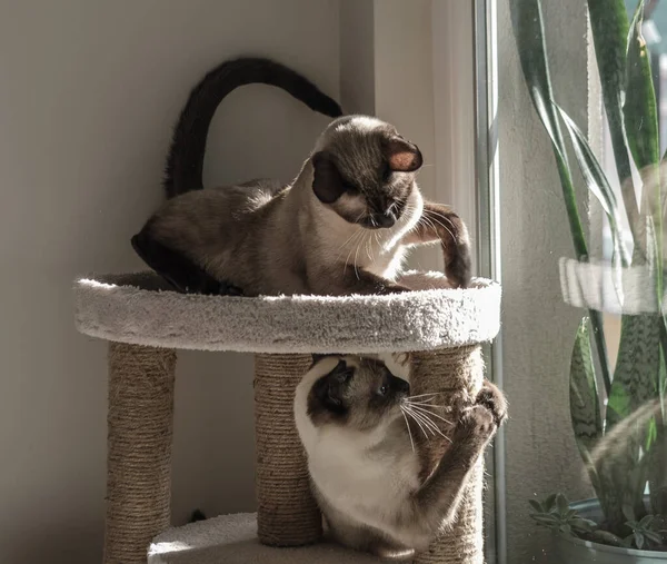 Twee Siamese Katten Spelen Zonnige Dag Top Van Kattenhuis — Stockfoto