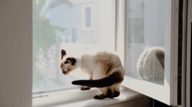 Siyam 'lı genç dişi kedi tembel bir yaz gününde açık pencerede kendini tımar ediyor.