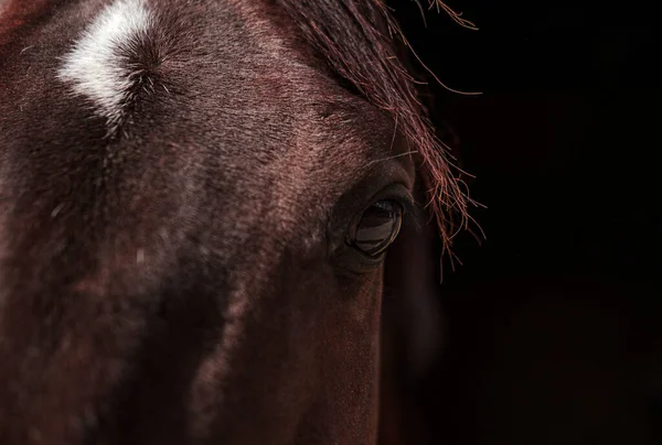 Retrato Cavalo Marrom Olhos Rosto Fundo Escuro — Fotografia de Stock