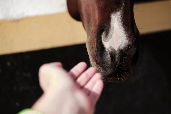 horse and human relations, smelling hand, trust between person and animal