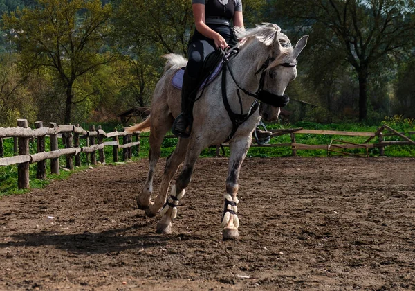 Молодая Европейская Девушка Обучение Лошади Верховая Езда Галопом Носить Защиту — стоковое фото