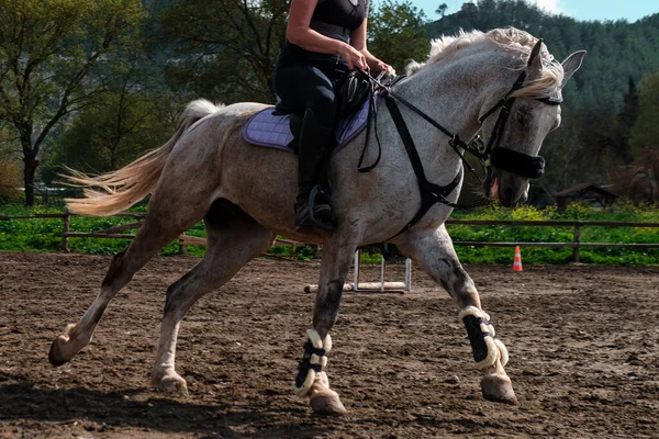 stock image young european girl training horse, riding canter wearing back protection, gray gelding workout in manej