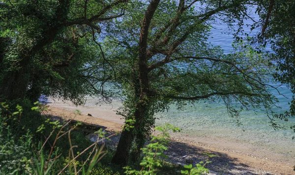 Природа Адриатического Побережья Лес Деревья Морском Побережье Песчаный Берег — стоковое фото
