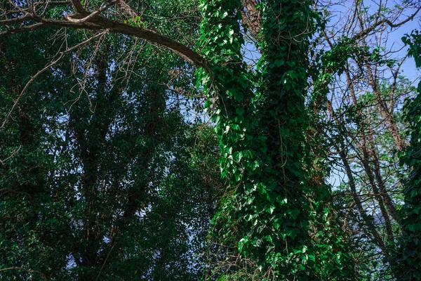 ivy coated trees, climber plant in the wood, natural landscape baclground