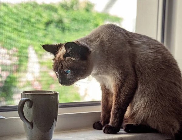 호기심많은 고양이 여름날 배경으로 창가에서 냄새맡기 — 스톡 사진