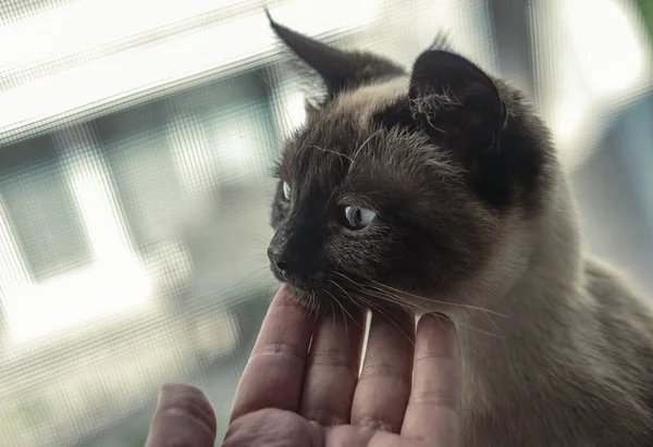놀라운 귀엽고 귀여운 시암스 고양이 고양이 껴안는 — 스톡 사진
