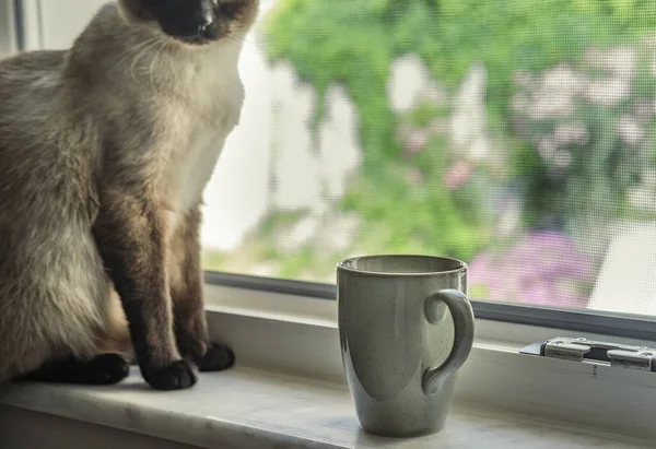 Siamesische Katze Offenen Fenster Mit Tasse Morgenkaffee Sommertag Fauler Nachmittag — Stockfoto