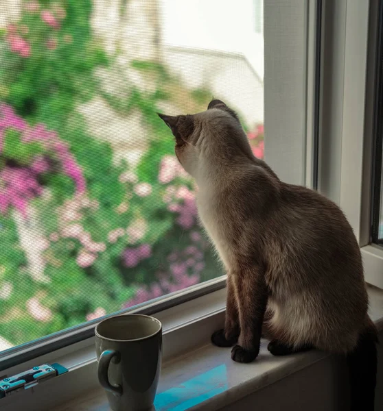 Pencere Pervazında Siyam Kedisiyle Kahve Molası Evcil Hayvan Ağlarından Dışarı — Stok fotoğraf