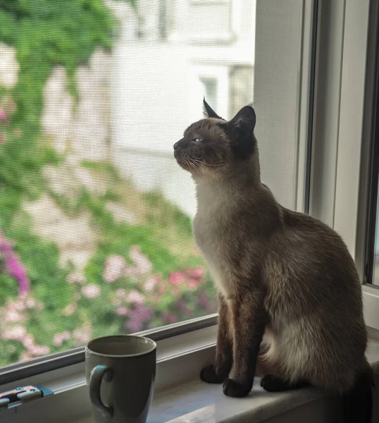 Junge Siamesische Katze Träumt Gesicht Offenen Fenster Sommerlicher Fauler Tag — Stockfoto