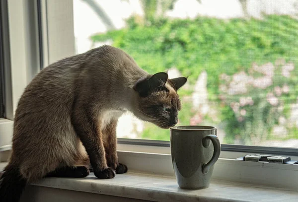 Neugierig Siamesische Katze Riecht Morgenkaffee Auf Offenem Fensterbrett Bunte Sommertag — Stockfoto