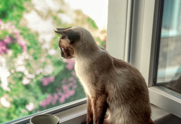 Kaffeepause Mit Siamesischer Katze Auf Fensterbank Die Durch Haustiersicheres Netz — Stockfoto