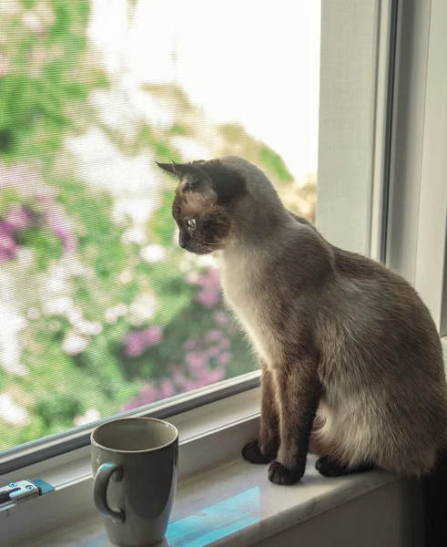 Kaffeepause Mit Siamesischer Katze Auf Fensterbank Die Durch Haustiersicheres Netz — Stockfoto