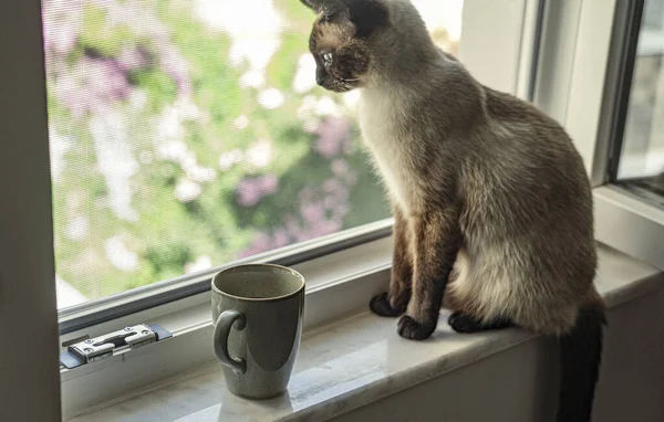 Kaffeepause Mit Siamesischer Katze Auf Fensterbank — Stockfoto