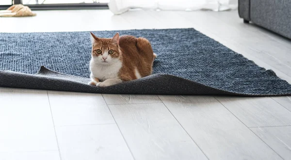 Kırmızı Şişman Kedi Evde Halıyla Oynuyor Açık Gri Interrior Sokak — Stok fotoğraf