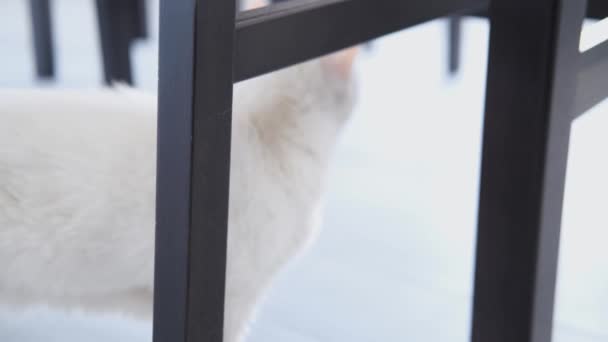 Gato Interior Blanco Casa Acogedora Jugando Con Pelota Pequeña — Vídeo de stock
