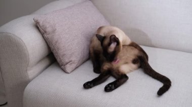 Siyam kedisi güzel cins hayvan, evcil hayvan, beyaz ev kanepesinde kendini tımar eden, tembel kestirici.