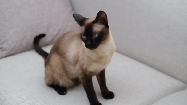 Syjamski Kot Piękny Rasa Zwierzę Domowe Zwierzę Wewnątrz Białym Domu — Wideo stockowe